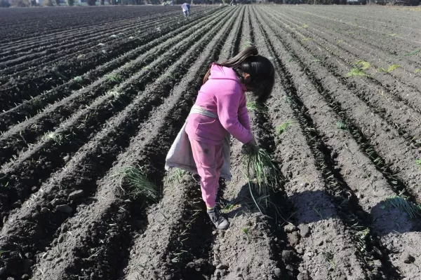 Para evitar el trabajo infantil crearán centros para hijos de obreros rurales