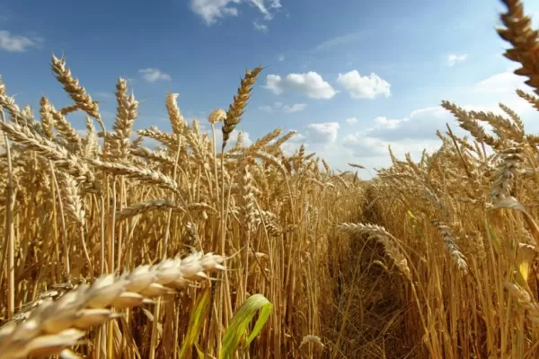 Sube el trigo 6% y se replantea el fideicomiso