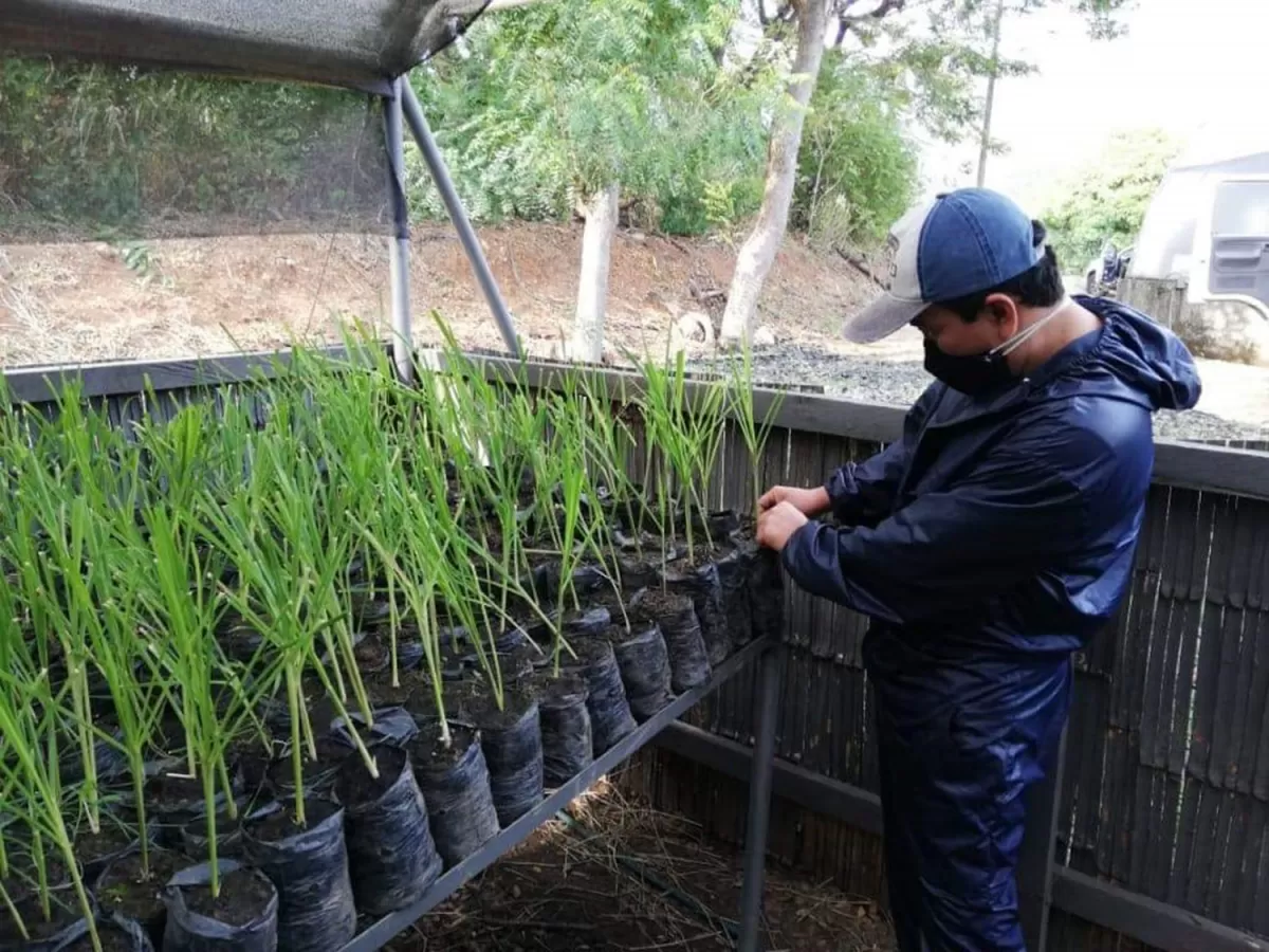 META. Con la multiplicación se busca satisfacer las necesidades de plantas. 