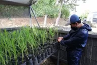 Caña semilla: muestran las tres etapas de multiplicación en campo