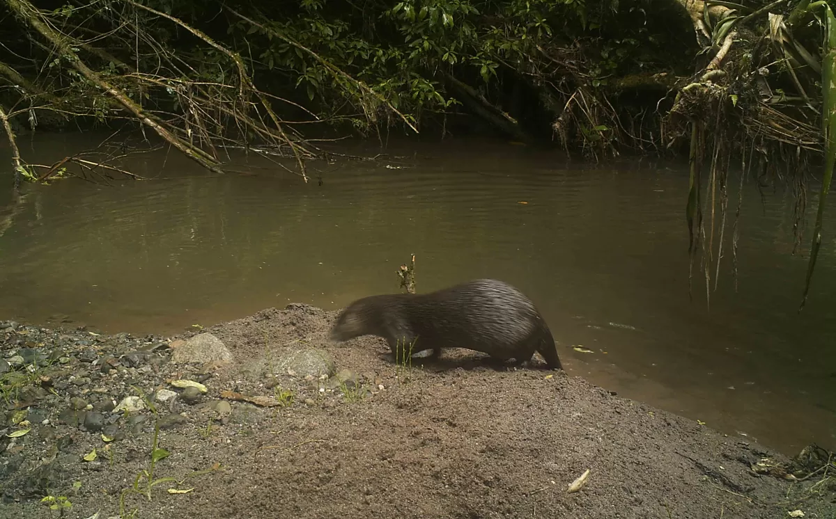 En una citrícola se registró la especie Lobito de río (LontraLongicaudis).