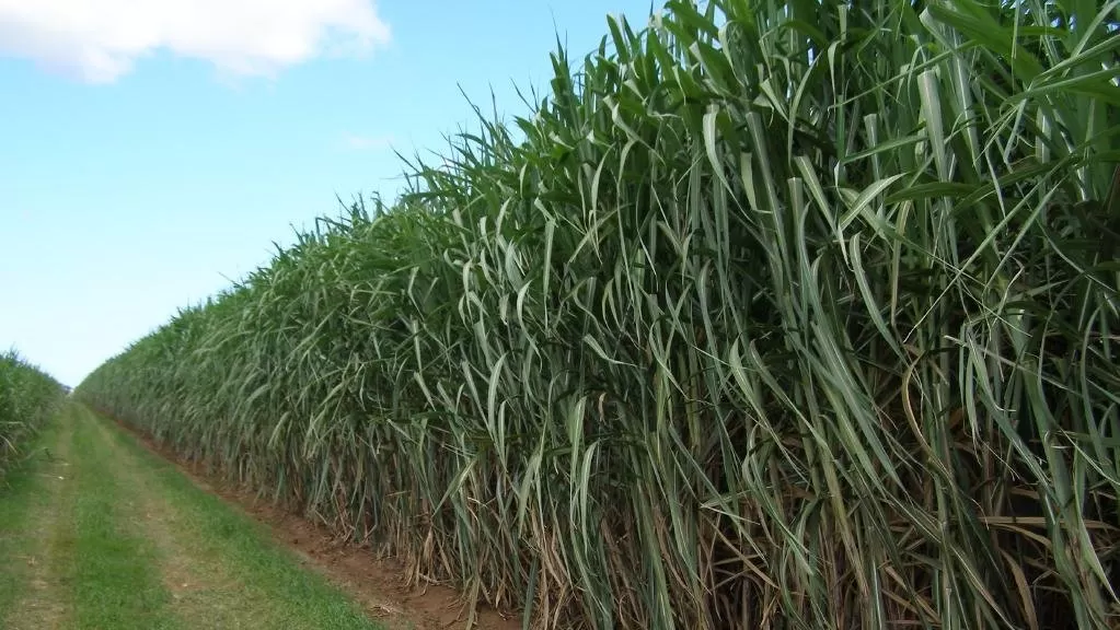 MENOS SUPERFICIE CULTIVADAS. Los productores del sureste tucumano se quejaron de los altos costos para afrontar la zafra y la falta de crédito. 