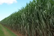 Zafra 2022: Según cañeros, “la actividad azucarera tucumana está en crisis”