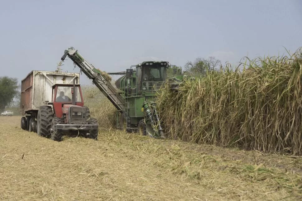 INCERTIDUMBRE. El clima podría incidir en la merma de calidad y cantidad de la caña. Los productores aseguran que hay menos canaverales que 2021. 