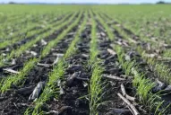 Múltiples problemas harán “inolvidable” la actual campaña triguera, según la Eeaoc