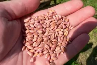 Campaña triguera: Spraytec lanza un nuevo producto para tratar semillas