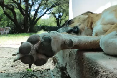 Tres perros ayudaron a un hombre que sufrió un accidente y evitaron que muriera congelado