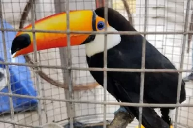 Un norteamericano, que vive en Tucumán, tenía siete aves en cautiverio