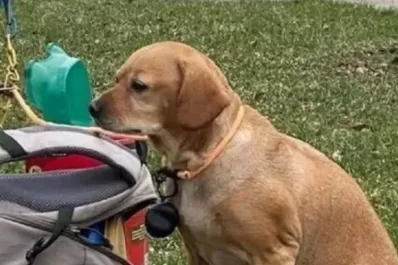 Abandonó a su perra con una mochila llena de juguetes, comida y una nota desgarradora