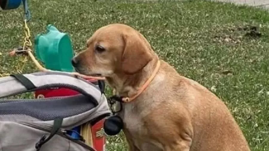 Baby Girl fue abandonada en la vía pública, con una mochila llena de sus juguetes preferidos. Facebook