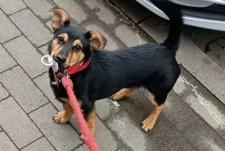 Coco, el perro que debió hacer cuarentena para evitar ser deportado