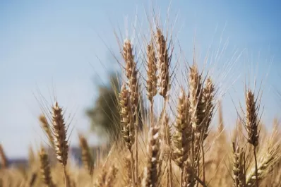 Un plan de la Nación para aumentar en tres años la producción de trigo
