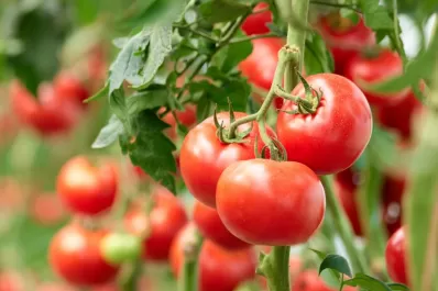 La tecnología mecánica genera fuertes aumentos en el rinde de los cultivos