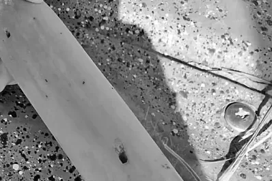 Aconsejan realizar los monitoreos de Diatraea saccharalis