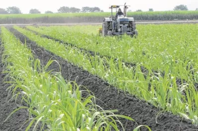 El de surcos de base ancha es el mejor diseño de plantación en Tucumán