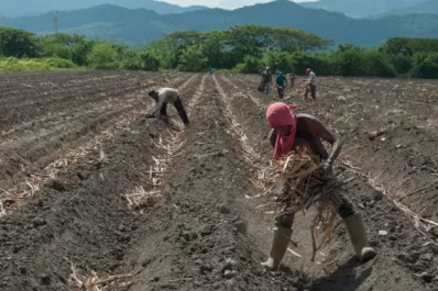 La Eeaoc difundió sus conocimientos sobre plantación y cosecha de la caña de azúcar