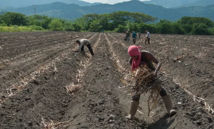 DISTINTAS METODOLOGÍAS. En Tucumán conviven dos sistemas de plantación: la manual y el sistema mecanizado. 