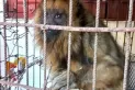 Rescatan un segundo ejemplar de mono carayá en un mes en Tucumán