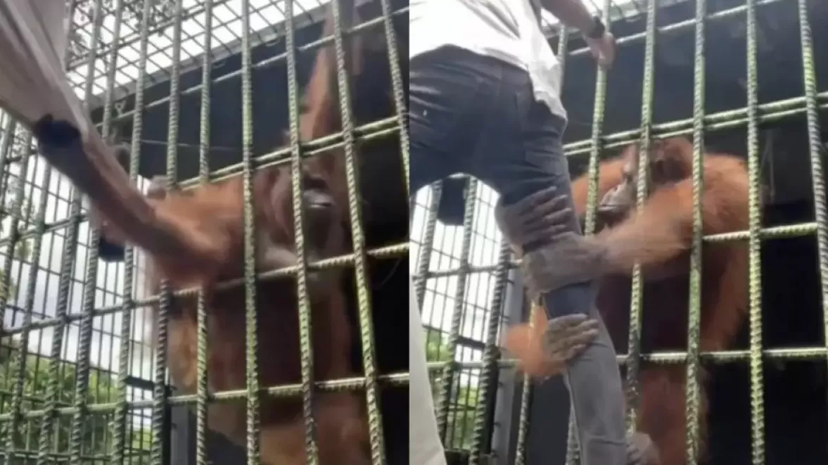 Orangután ataca a joven en un zoológico