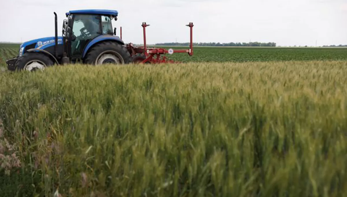 AFECTA. La guerra provocó la reducción de las cosechas y exportaciones de trigo ucraniano y ocasionó el aumento de precios en todo el mundo.