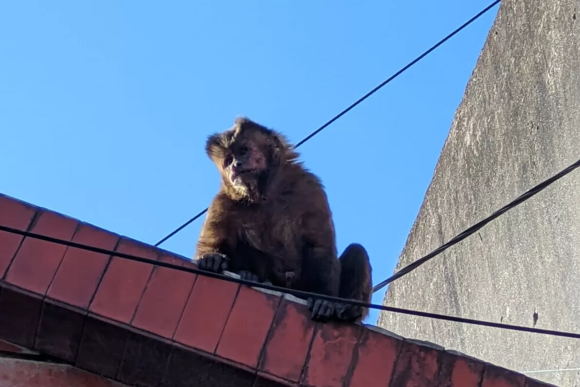 EL TEMIBLE MONO observa a los policías, desde el techo de la casa. 