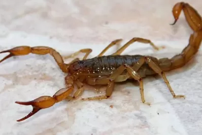 Un niño murió tras ser picado por un alacrán en Santa Fe