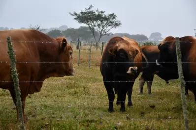 Evalúan la afectación de sistemas silvopastoriles