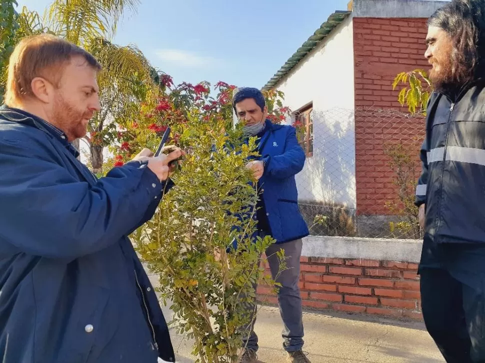 ALERTA. El Senasa haló el vector del HLB en plantas de Murraya paniculata, hospedero habitual de Diaphorina citri. senasa