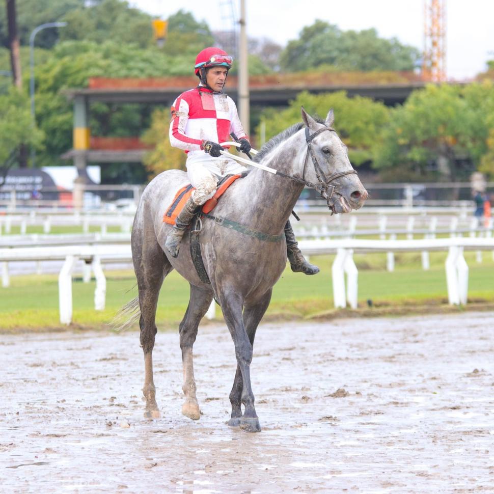 LISTO PARA DEBUTAR. El tordillo Master Clette llega con mucho cartel desde Buenos Aires y correrá el domingo por primera vez en el hipódromo tucumano. 