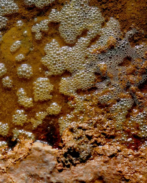 Biotecnología: microorganismos que contienen soluciones ambientales