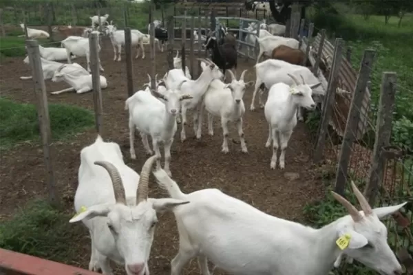 Destacan que la leche de cabra podría ser una solución para chicos con alergia