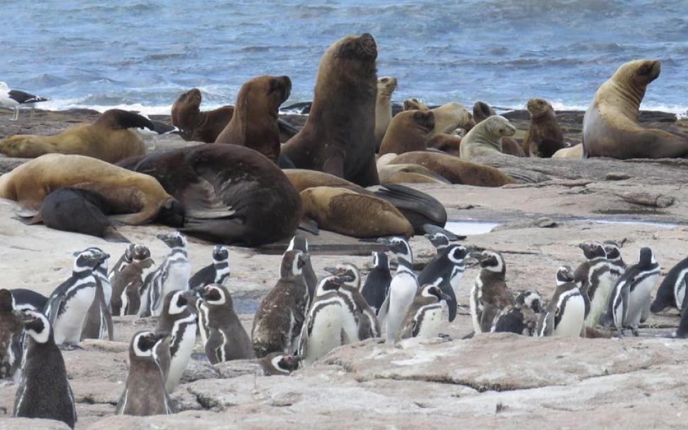 Lobos marinos, sí, pero en el Atlántico de Río Negro.