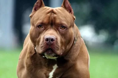 Un pitbull atacó a un niño de tres años: le arrancó el cuero cabelludo