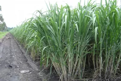 La caña presenta buena evolución de maduración, algo superior al mismo período del año pasado