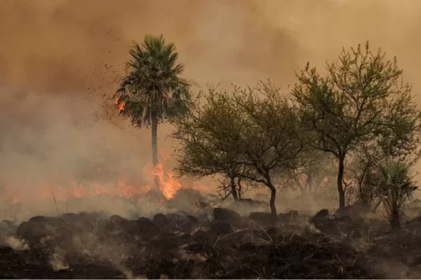 Incendios forestales: un informe advierte sobre su peligro en el norte argentino