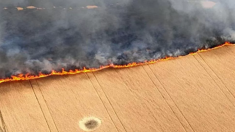 DESESPERACIÓN. Cientos de agricultores ucranianos realizan la cosecha de granos junto al muro de fuego.   