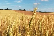 Trigo: la estimación de siembra cae y el panorama no es bueno