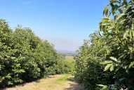 El mercado interno de la palta atraviesa un momento tentador