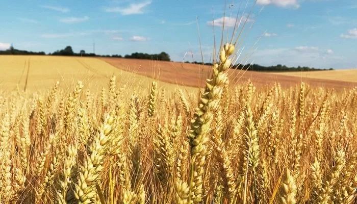 DESCENSO. En el norte, la caída de hectáreas sembradas alcanzaría un 19%.  