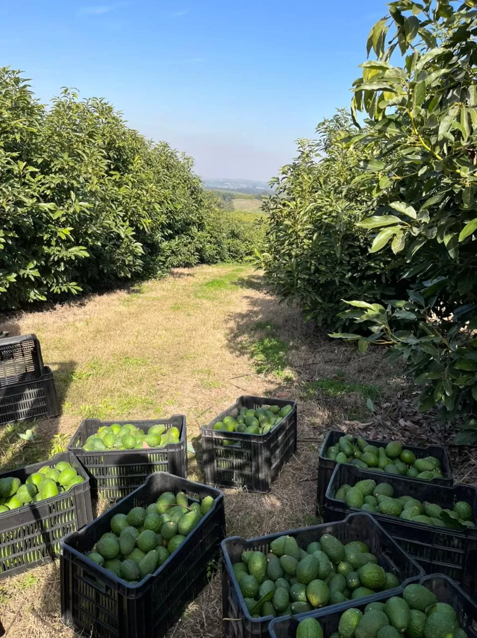 PALTA. Esta campaña la fruta salió un poco más tarde, pero con análisis de calidad y de materia seca óptimos.  