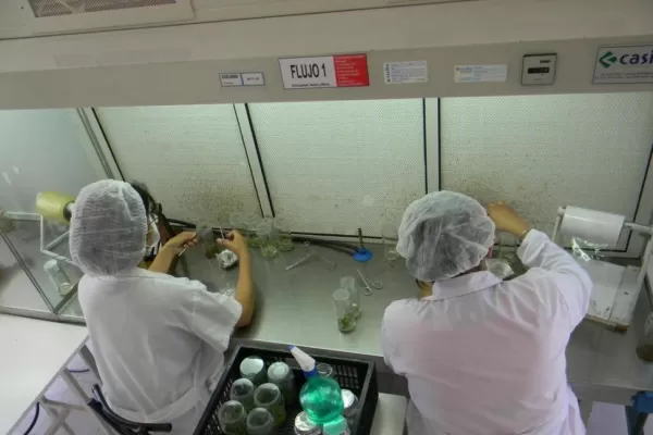 Con sus logros, la Estación Experimental aportó al crecimiento de la actividad citrícola