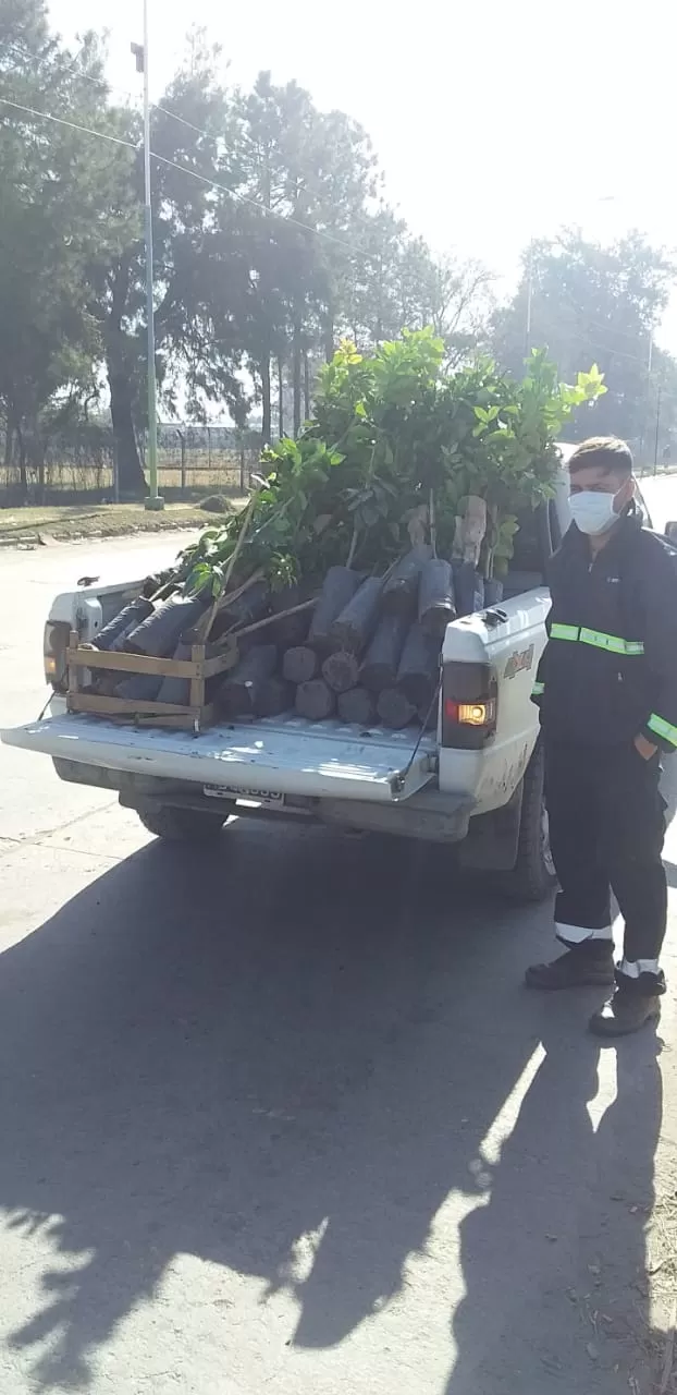 CONTRA EL HLB. Procedimiento cerca del Mercofrut. foto de Marcial Caseres / Senasa