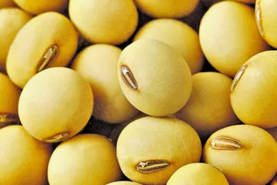 Pago de regalías por semilla de uso propio: un proyecto polémico