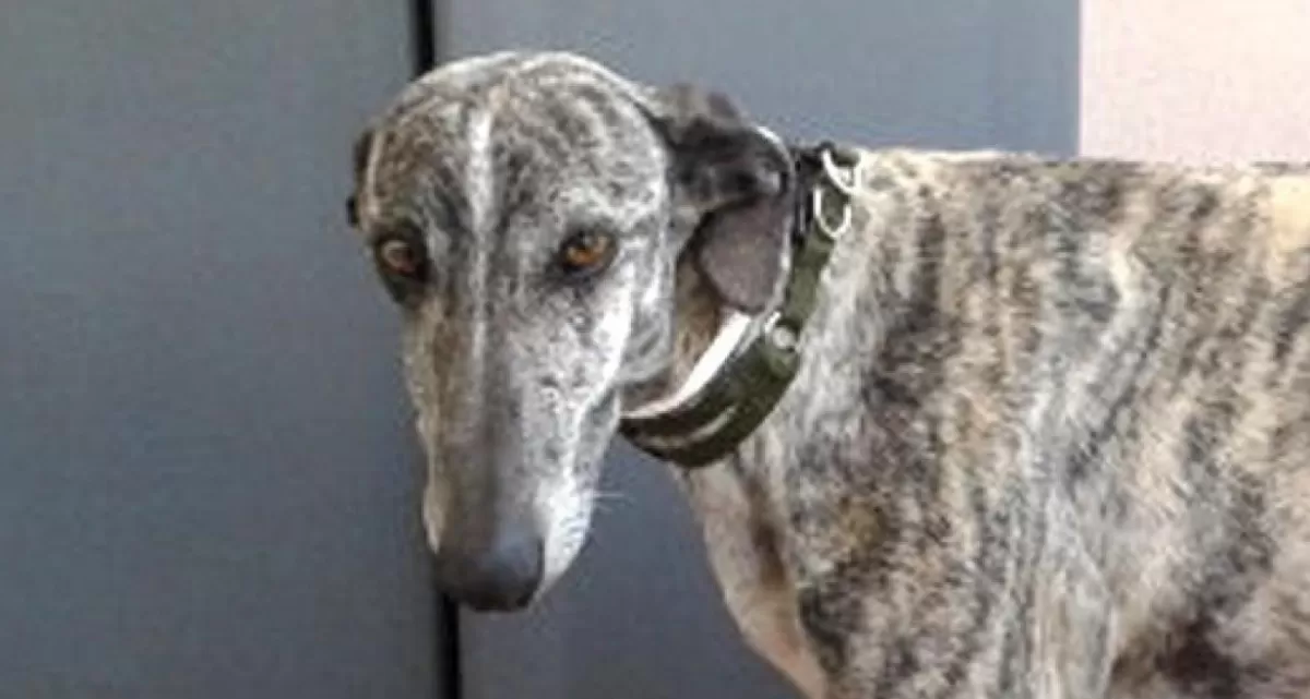 Acusan a un hombre de robar galgos para dárselos de comer a su perra pitbull