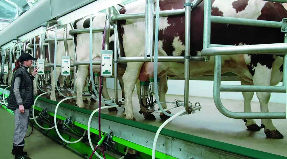 ELABORACIÓN. En Tucumán se producen unos 70.000 litros diarios de leche. 