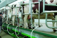 La producción lechera en vilo por los costos