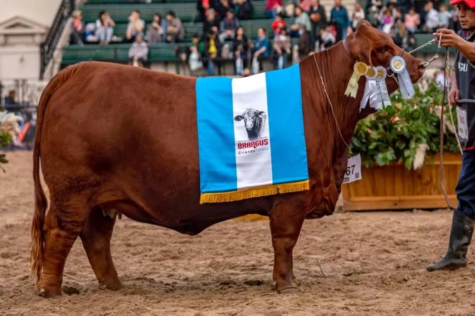 UNA GRAN CAMPEONA. La galardonada, de la cabaña San Vicente, muestra un pelaje colorado, y pertenece a la categoría vaquillona intermedia.  