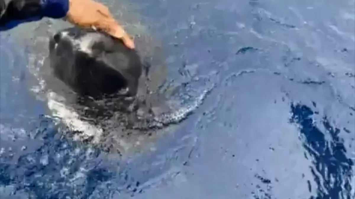 Hallaron una extraña especie de tiburón que podría vivir hasta 400 años