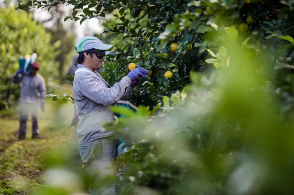 NO SERA UN BUEN AÑO. El sector citrícola tucumano, en especial los productores, tuvieron muchas dificultades  