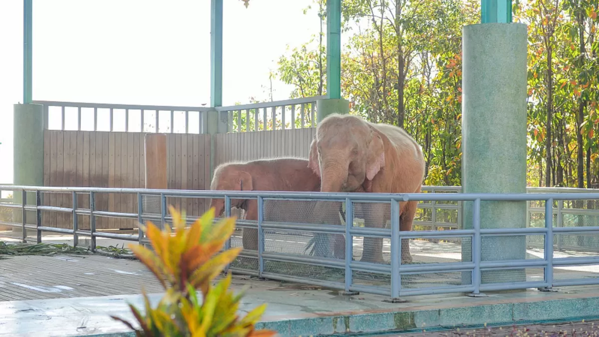 ELEFANTE BLANCO. Nació en Myanmar, en el sudeste asiático. Foto de espanol.cgtn.com